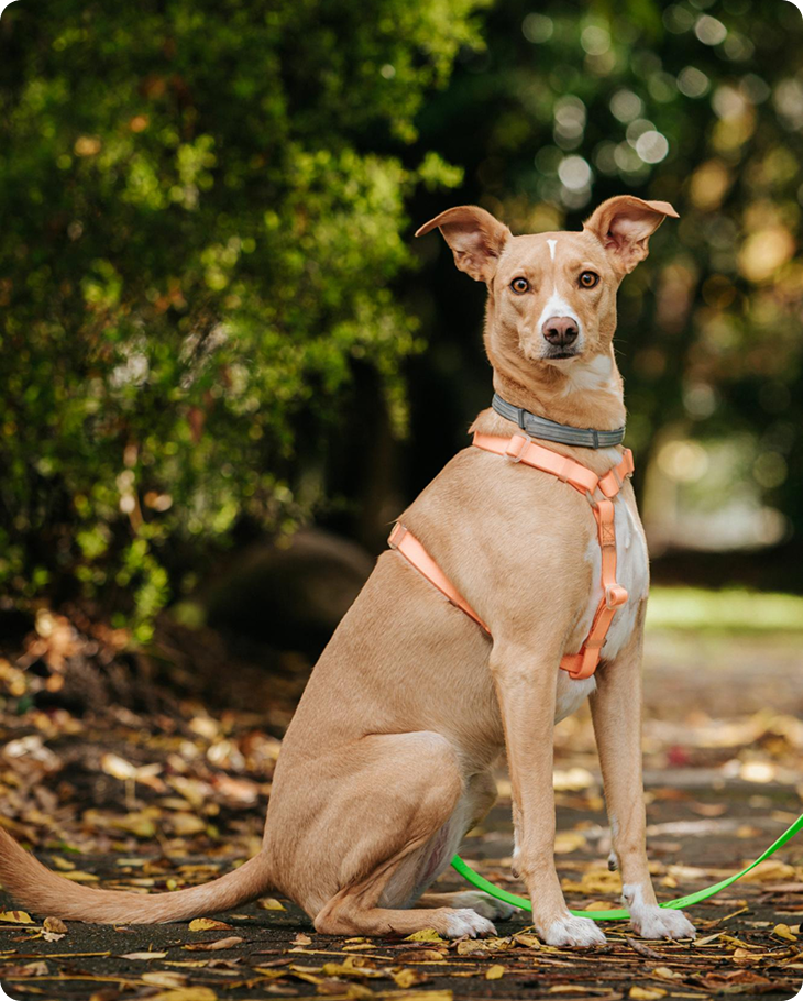 Harness