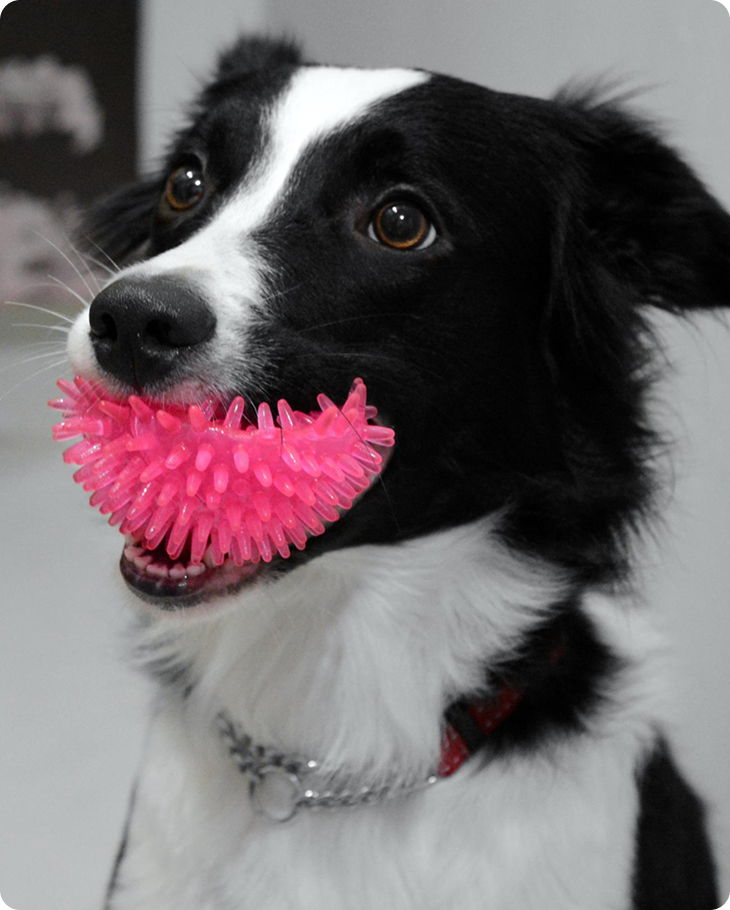 Toys & Chews
