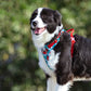 Dog Leashes and Chain Vest Straps for Dogs